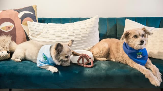Why so many first posts are pet photos (and why I'm glad)