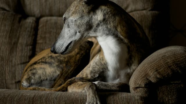 What a Therapy Dog Changed in Our Waiting Room